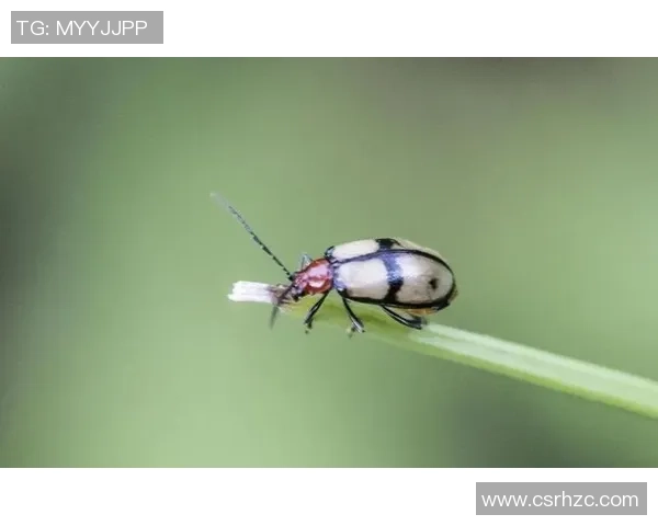 排球新手必看:轻松掌握团队协作技巧的全面指南